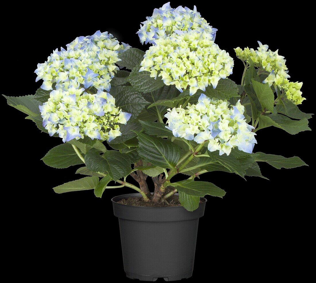 Hydrangea macrophylla, blau