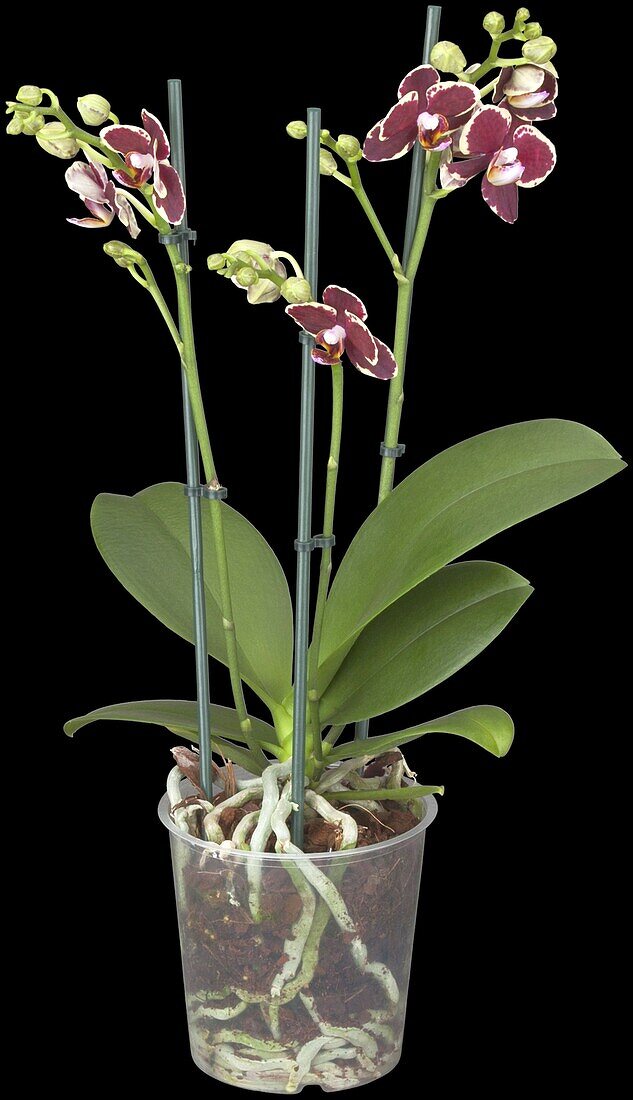 Phalaenopsis Hybride