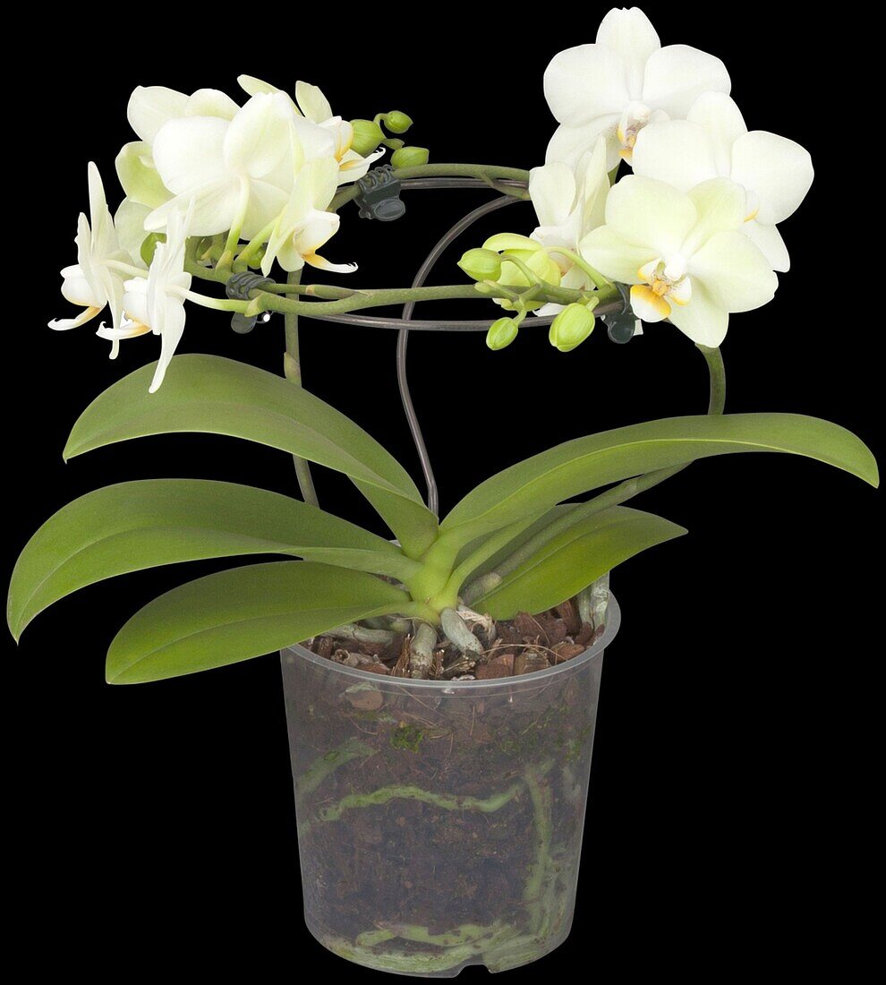 Phalaenopsis 'Cali'