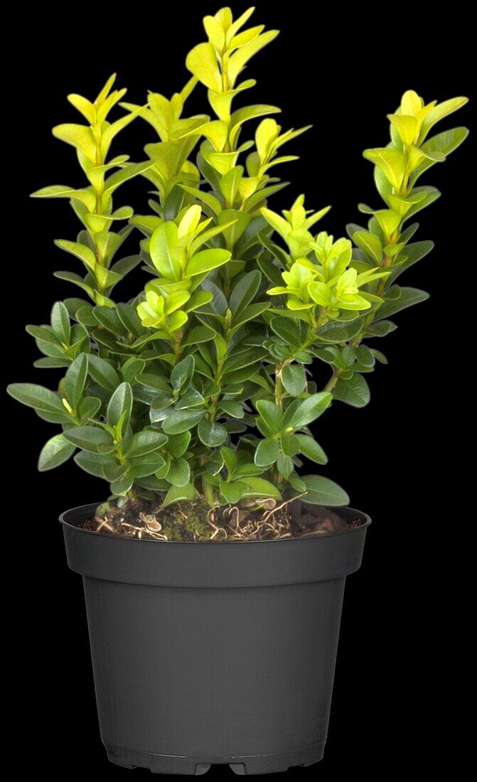 Buxus sempervirens