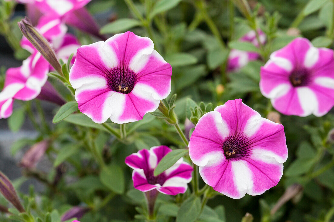 Petunia 'Raspberry Star'