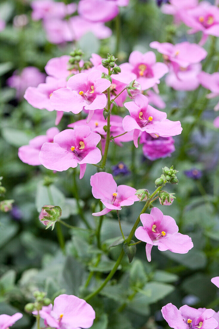 Diascia 'BREEZEE™ Plus Pink'