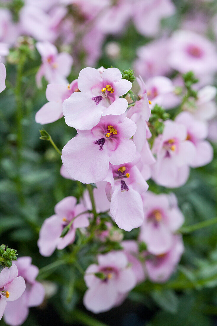 Diascia BREEZEE Plus Pastel