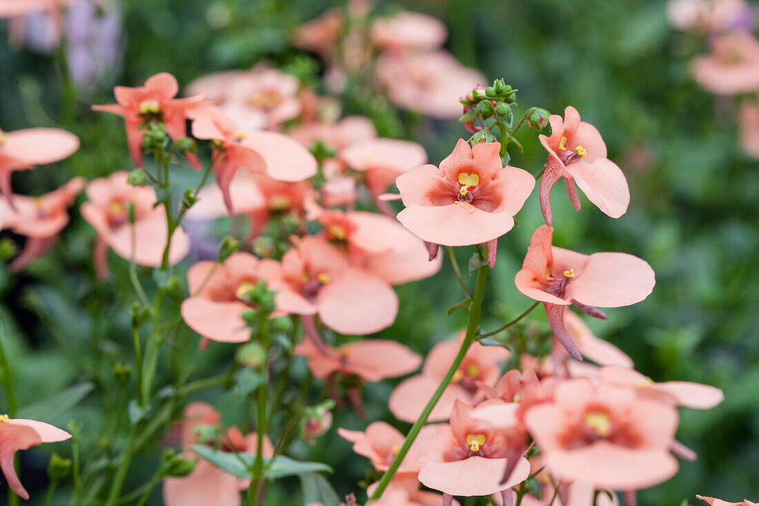 Diascia 'BREEZEE™ Plus Apricot'