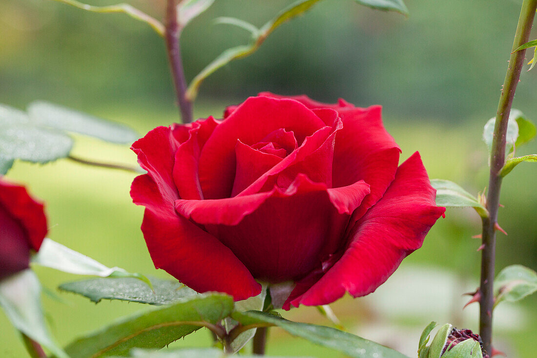 Edelrose, red