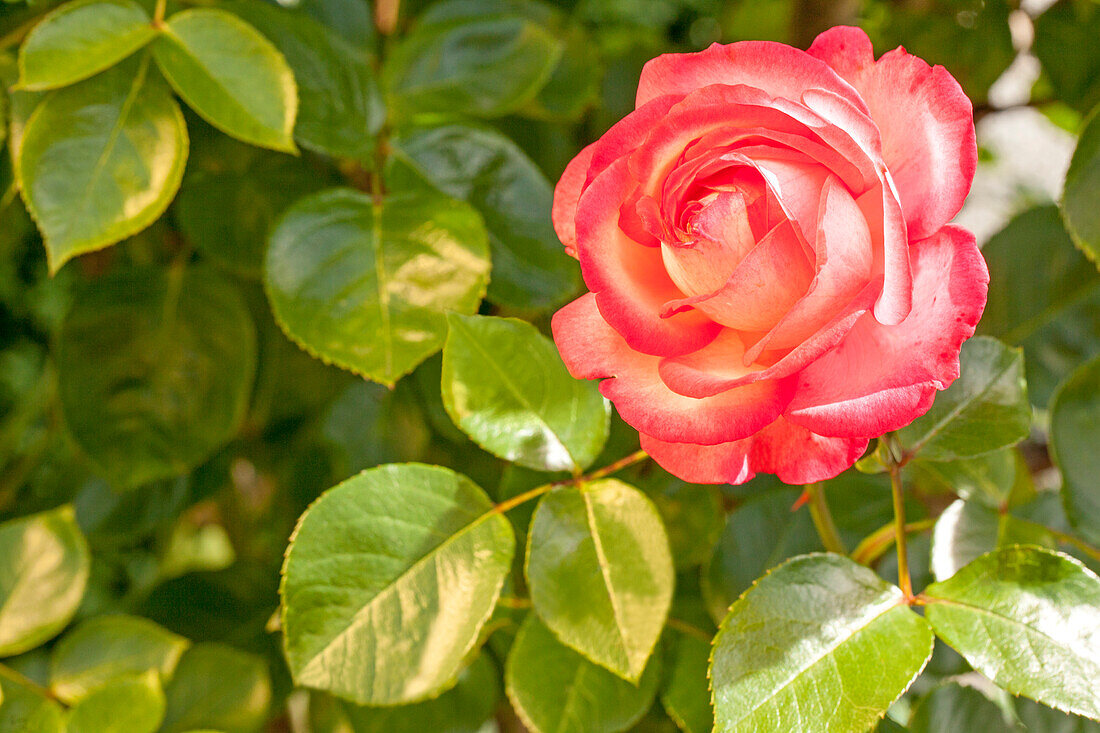 Climbing rose, two-coloured
