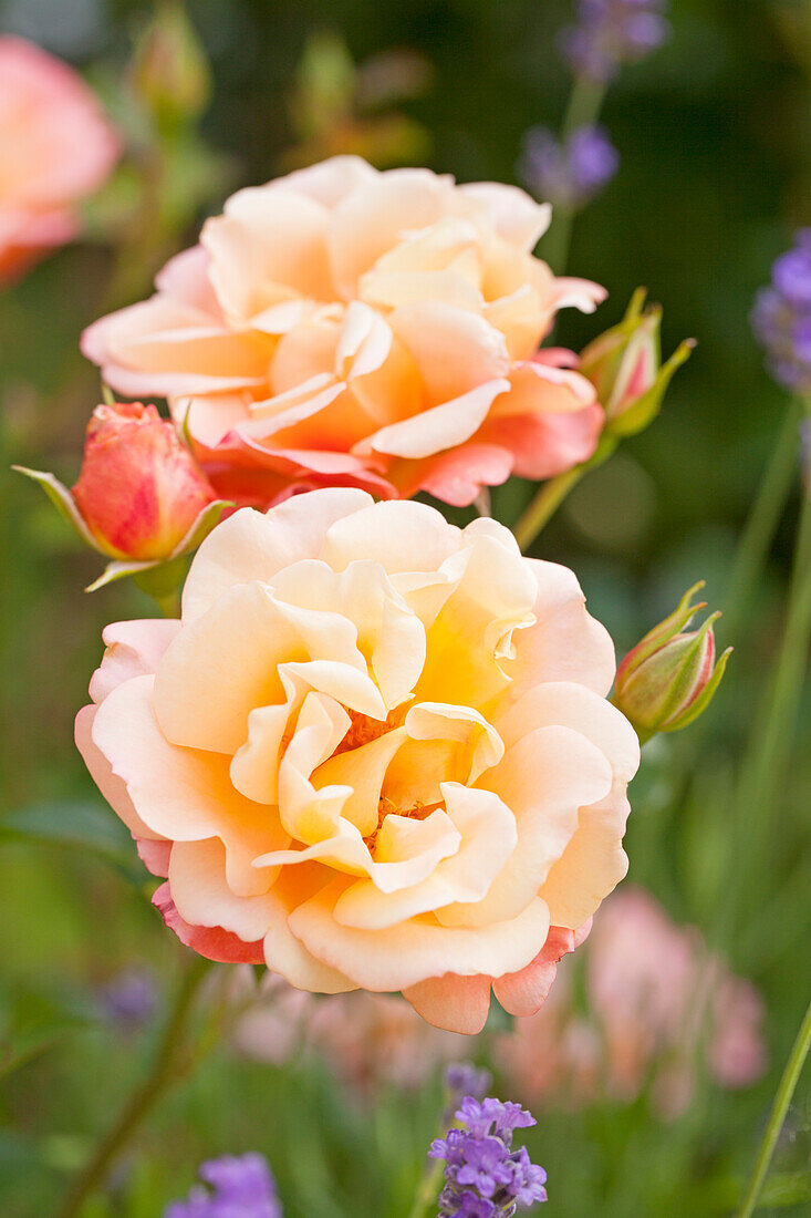 Small shrub rose, salmon pink