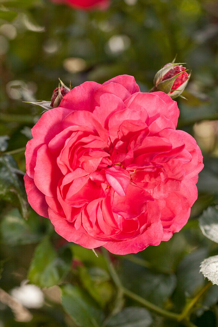 Climbing rose, carmine red