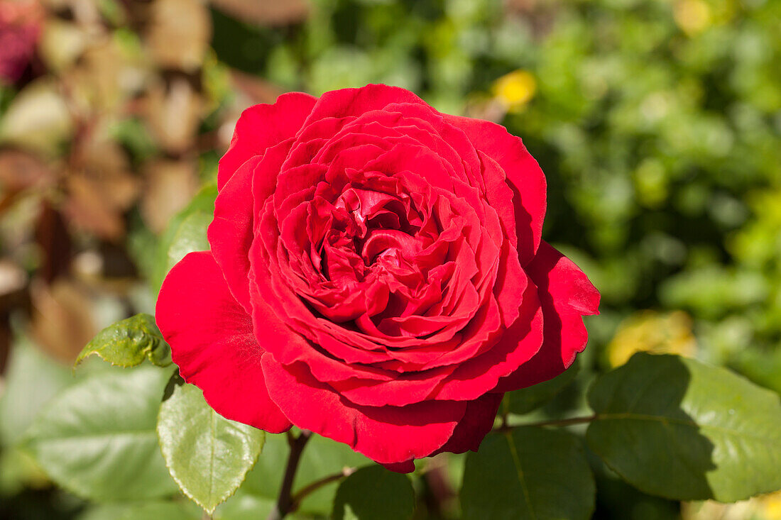 Edelrose, red