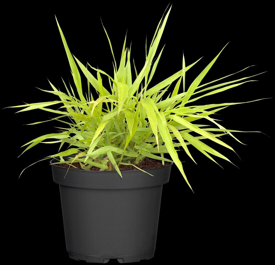 Hakonechloa macra All Gold