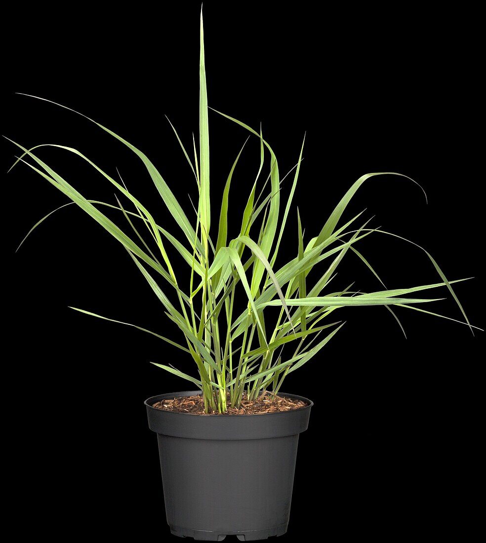 Panicum virgatum 'Hänse Herms' (Hansa Herms)