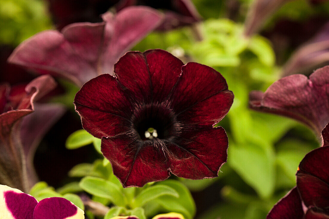 Petunia Crazytunia® Mahogany Queen