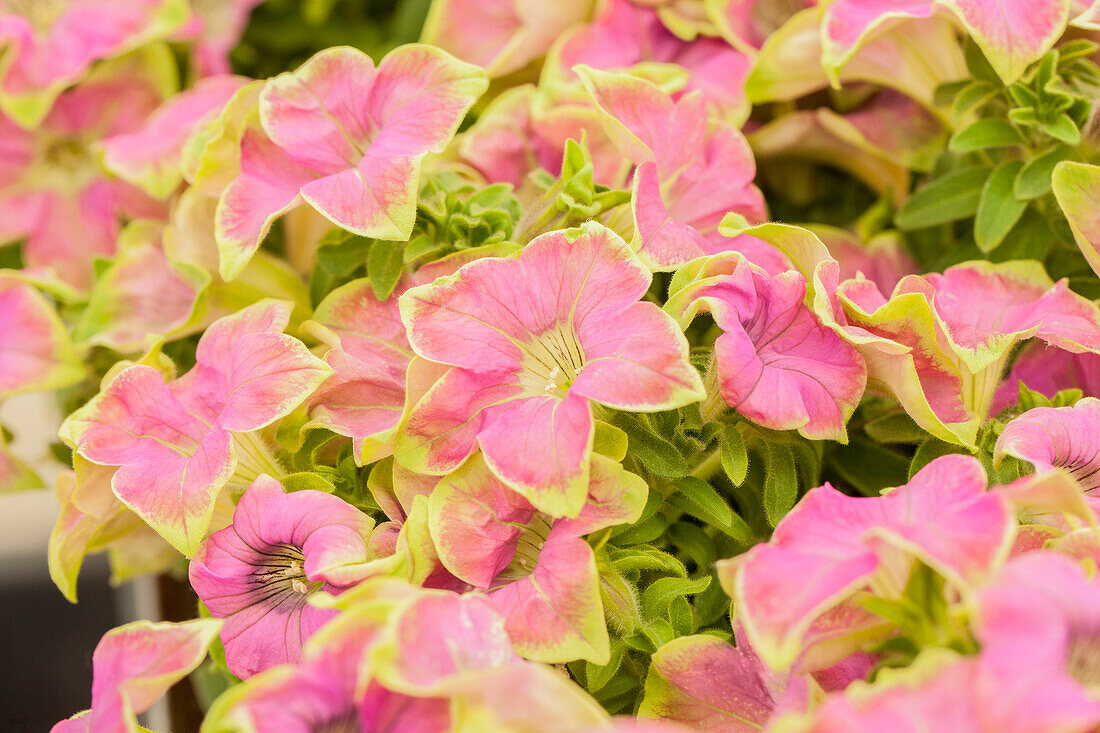 Petunia 'Crazytunia® Kermit Rose'