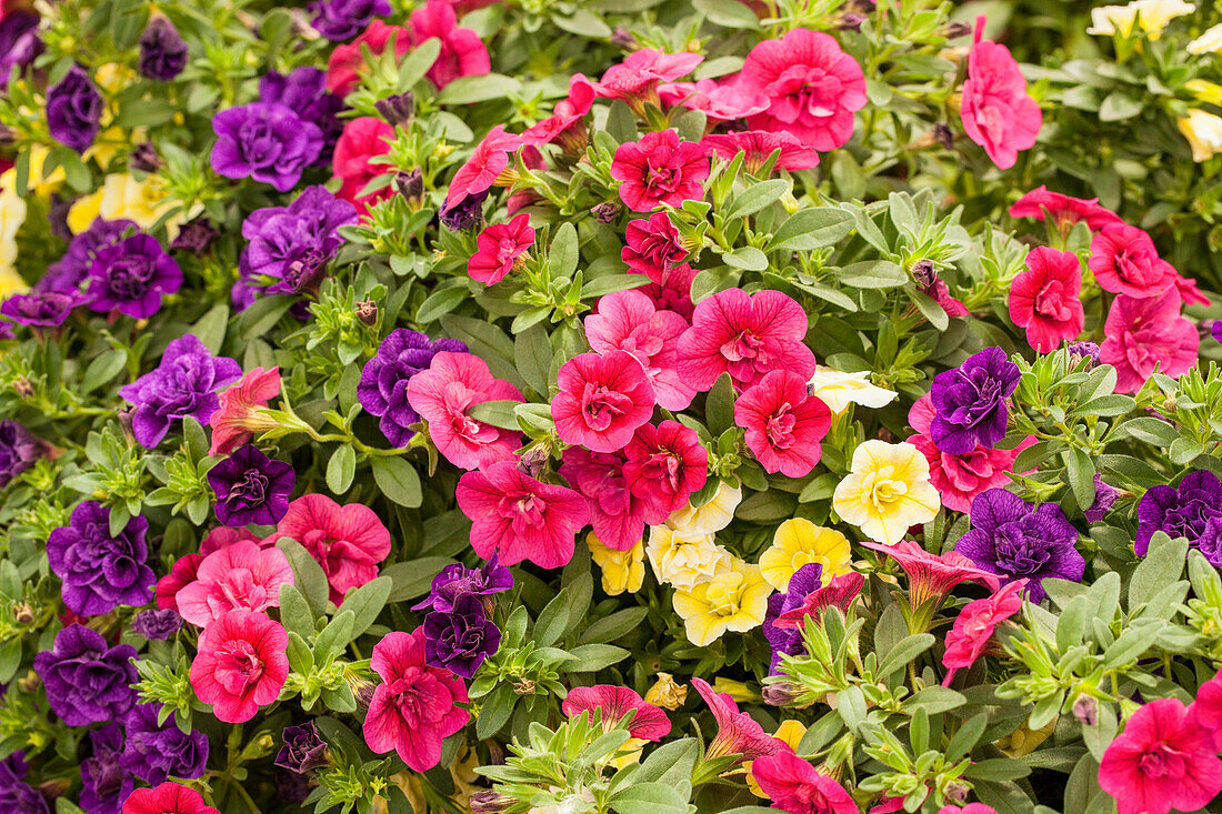 Calibrachoa Double Experimental 5