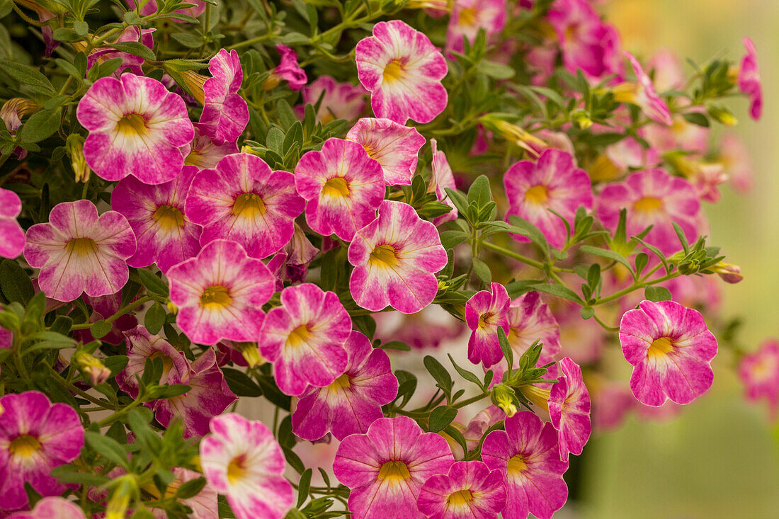 Calibrachoa Chameleon TM Pink Sorbet Impr