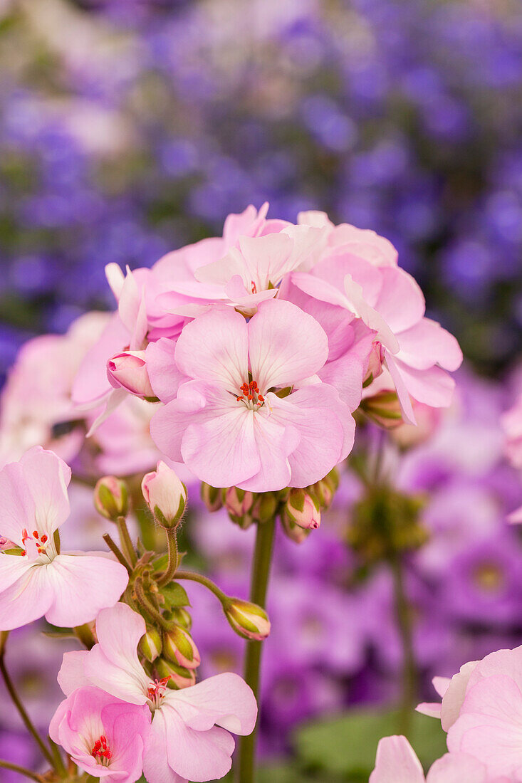 Pelargonium zonale pac® Dark line 'Greta'