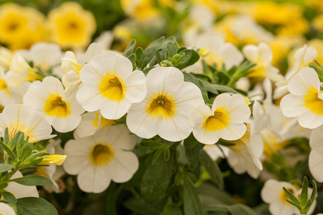 Calibrachoa 'Calibasket™ Sunny Side'