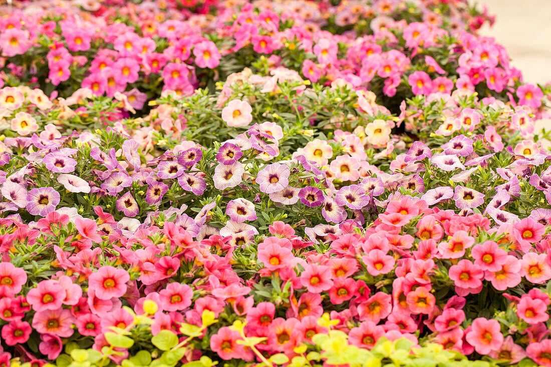 Calibrachoa