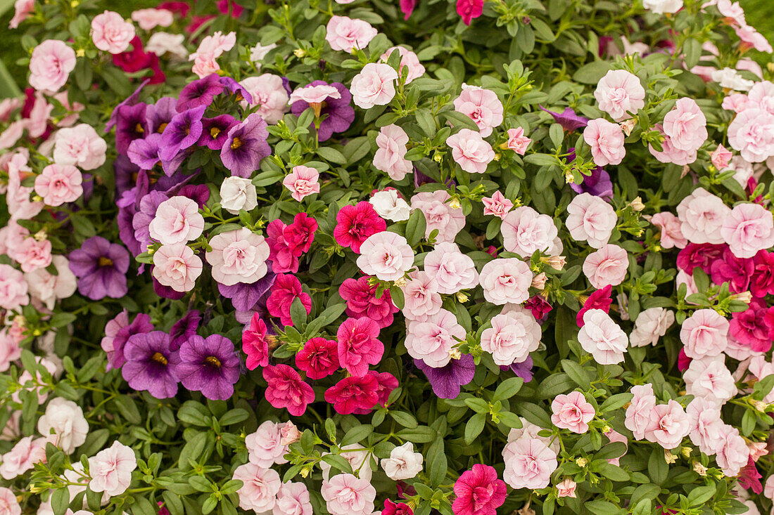 Calibrachoa