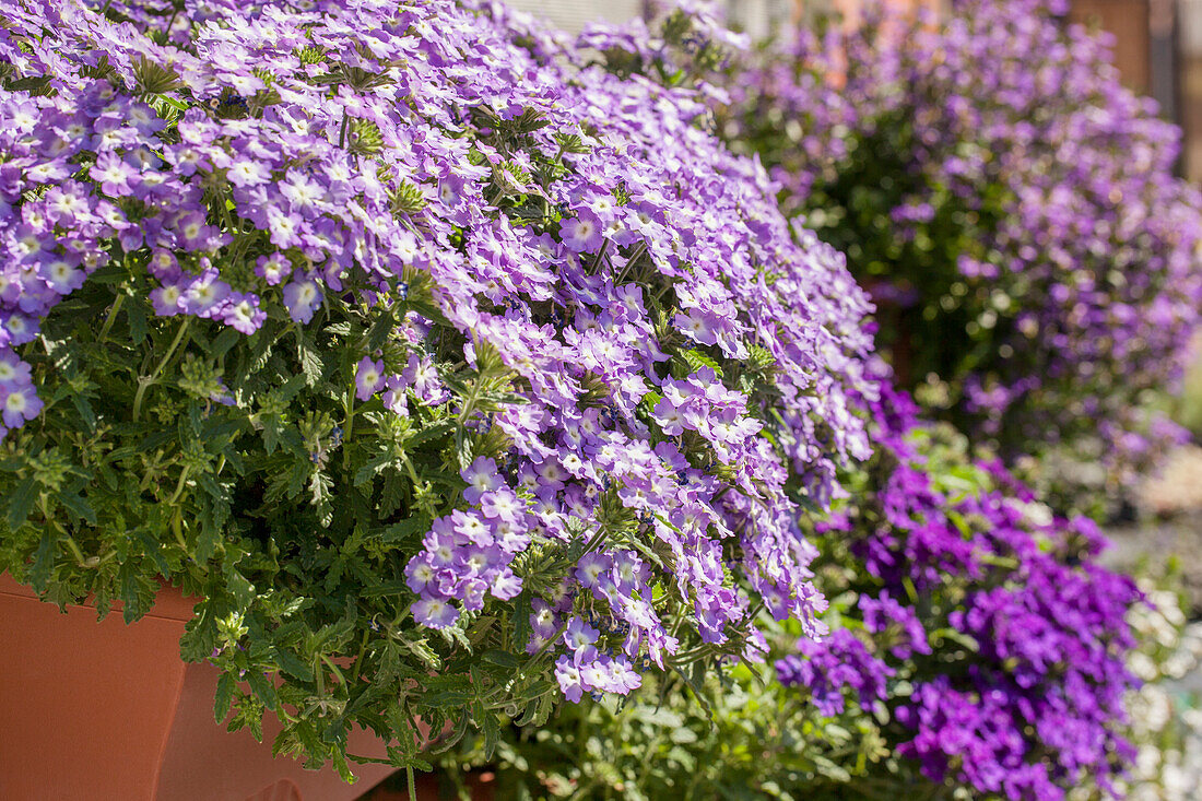 Verbena