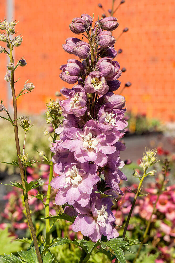 Delphinium 'Magic Fountains Rose White Bee'