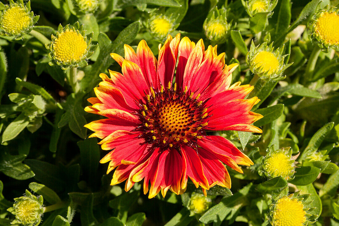 Gaillardia aristata 'Sunset Snappy'