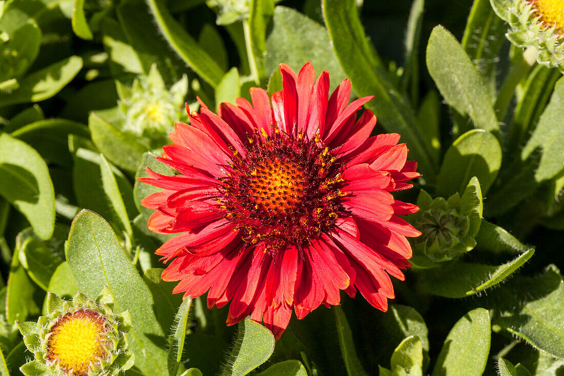 Gaillardia aristata SpinTop 'Red'