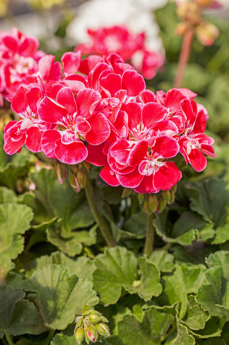 Pelargonium zonale Savannah® TexMex® 'Light Pink Picotee'