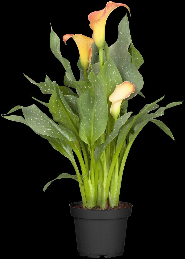 Zantedeschia aethiopica, orange