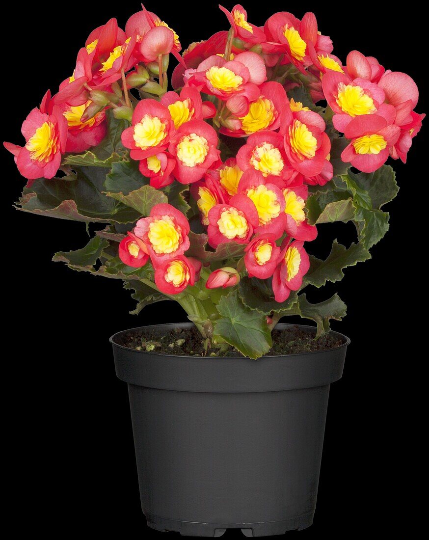 Begonia elatior 'Valentino'