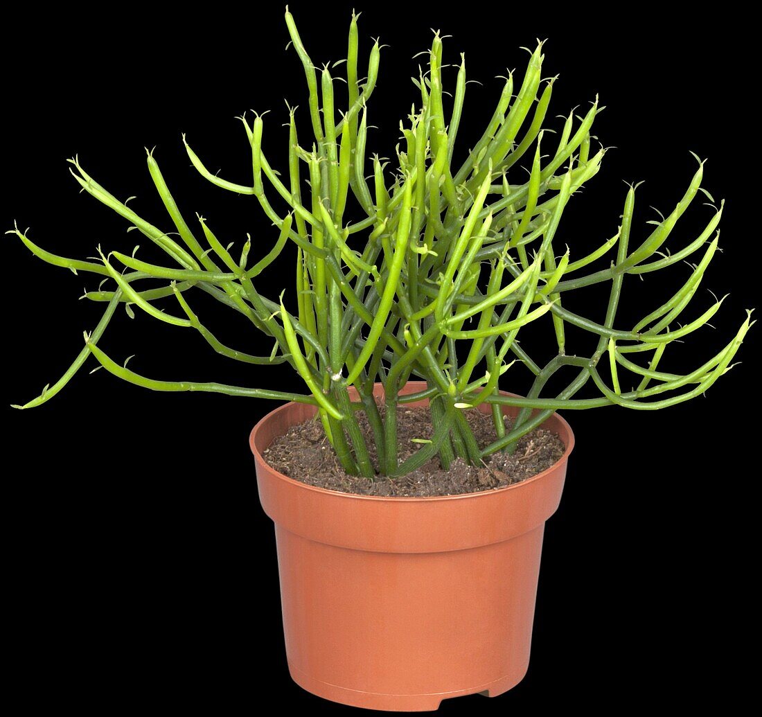 Euphorbia tirucalli