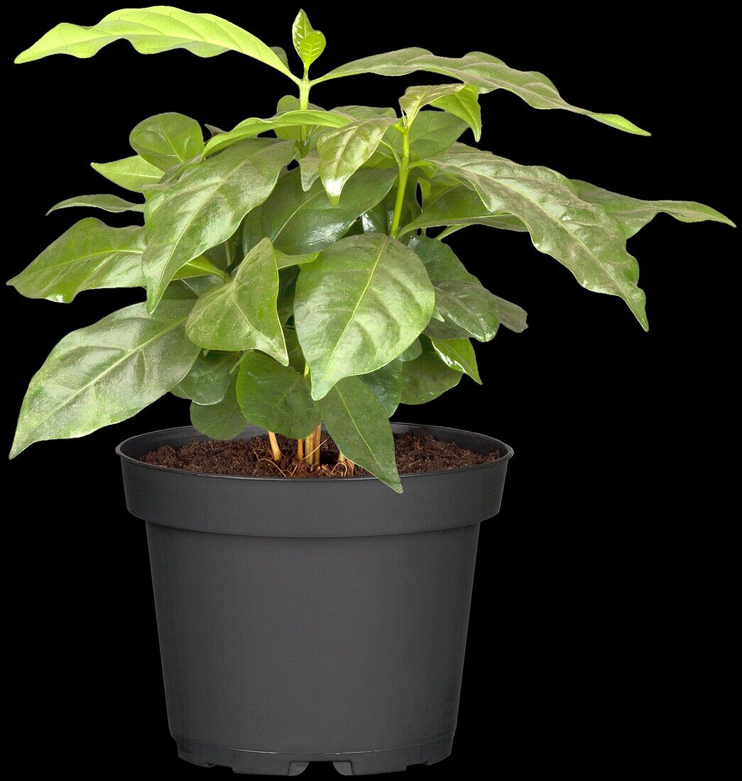 Coffea arabica