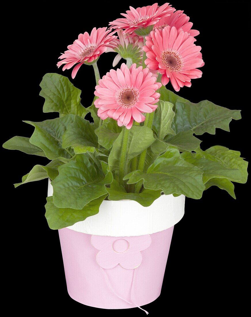 Gerbera jamesonii