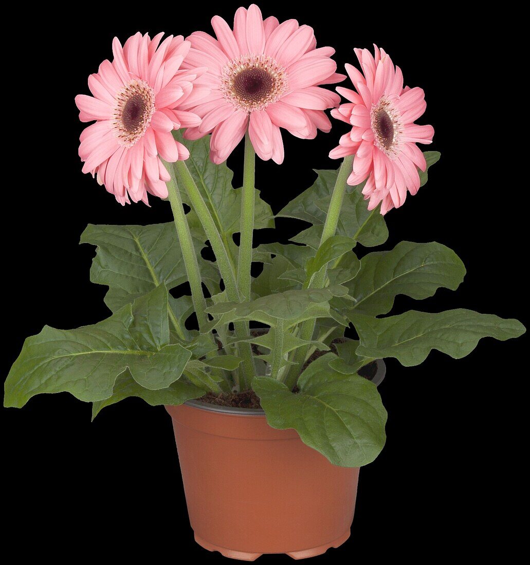 Gerbera jamesonii