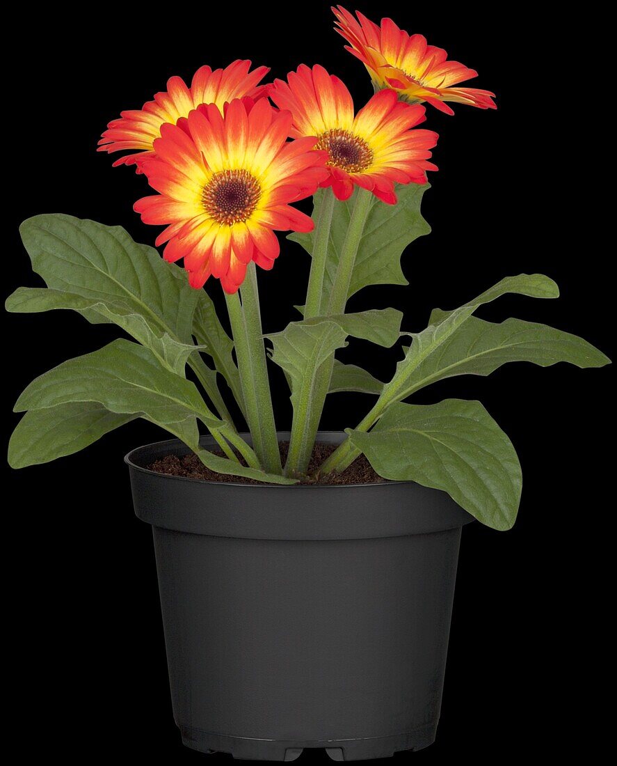 Gerbera jamesonii