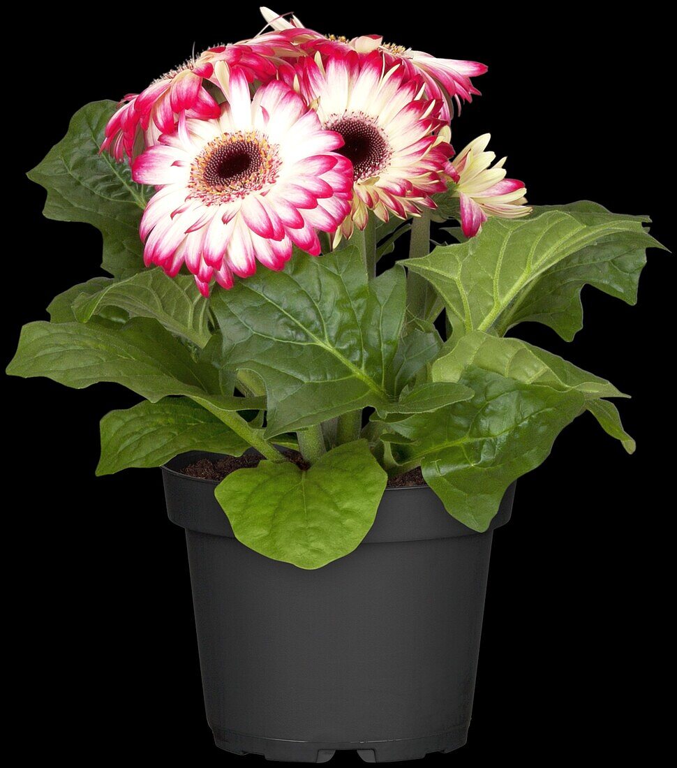 Gerbera jamesonii