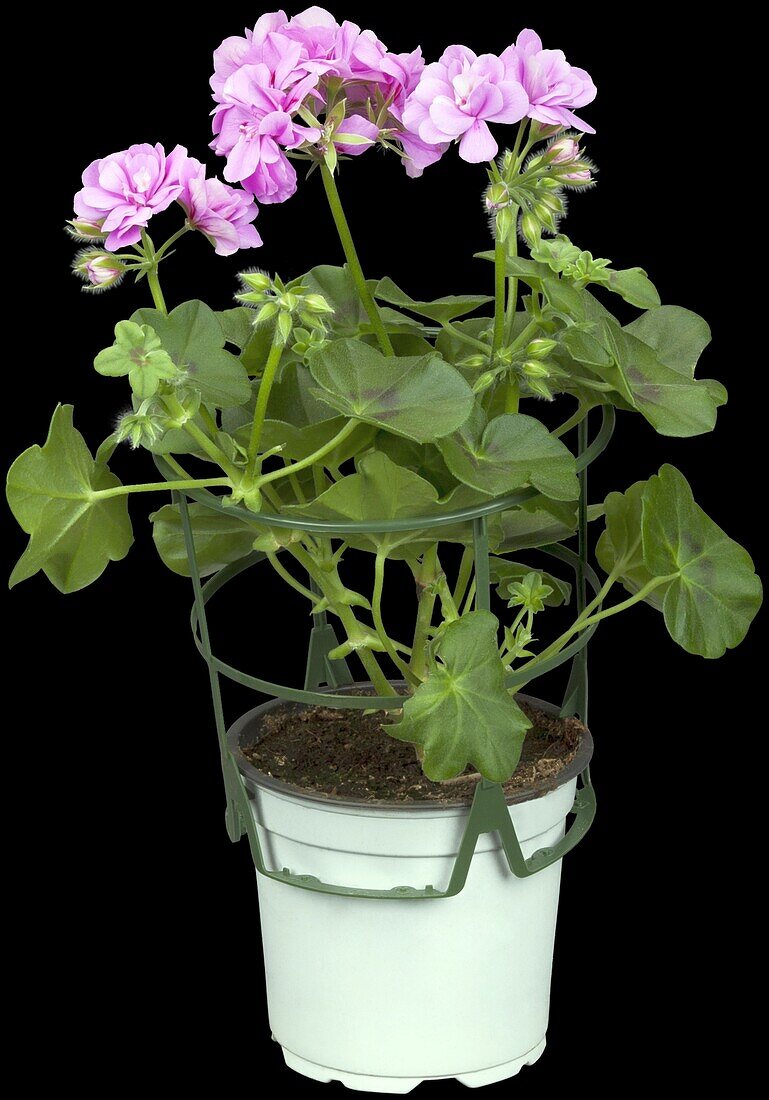 Pelargonium peltatum, lila