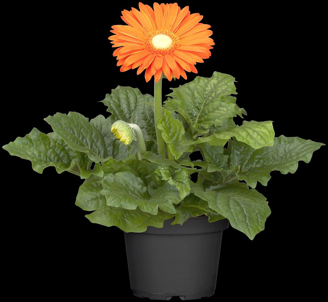 Gerbera jamesonii