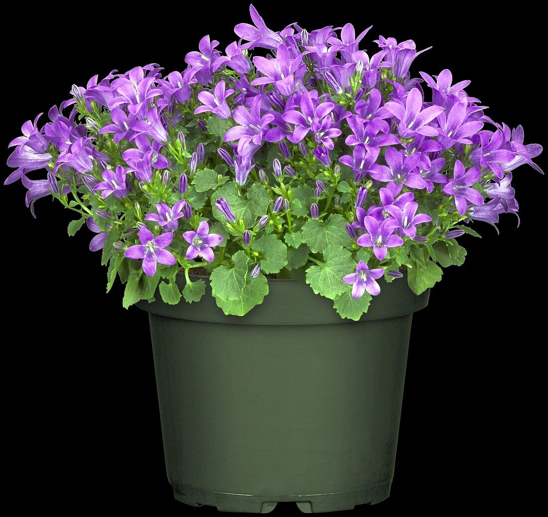 Campanula portenschlagiana 'Royal