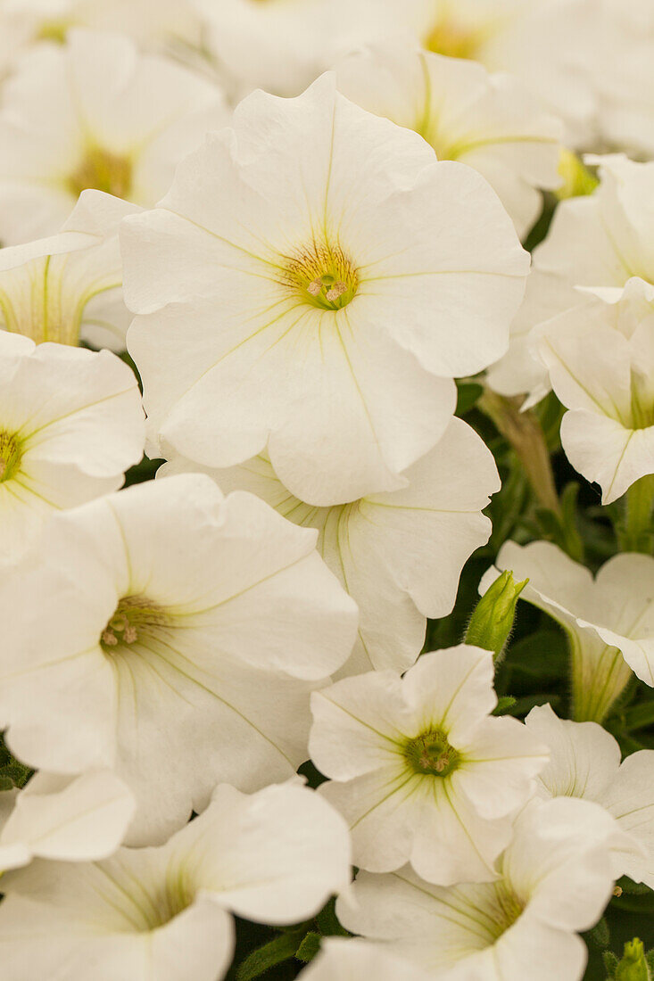 Petunia 'Perfectunia® White'