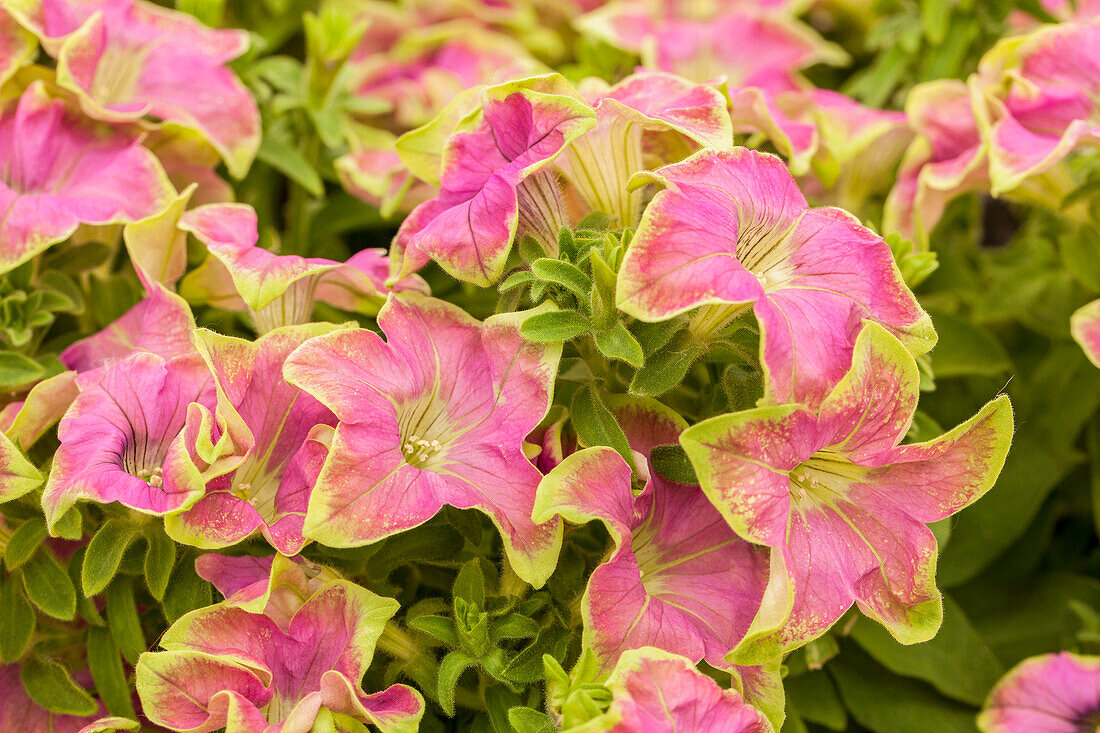 Petunia Crazytunia® Kermit Rose