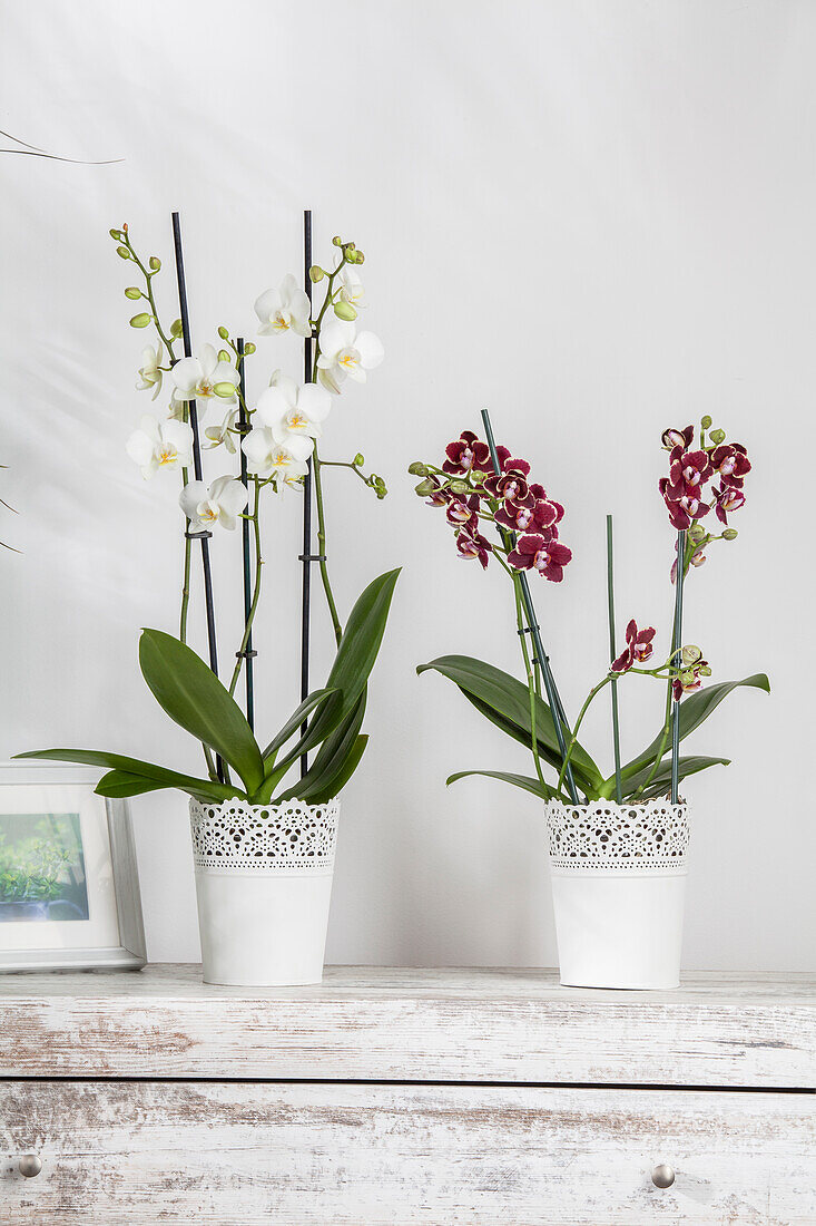 Phalaenopsis