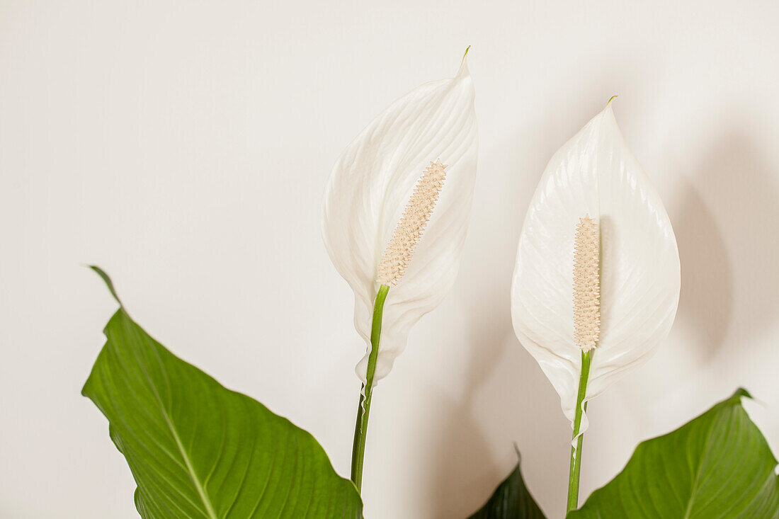 Spathiphyllum floribundum