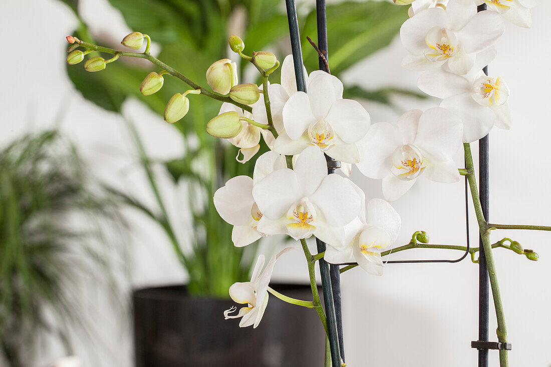 Phalaenopsis Tropic Snowball