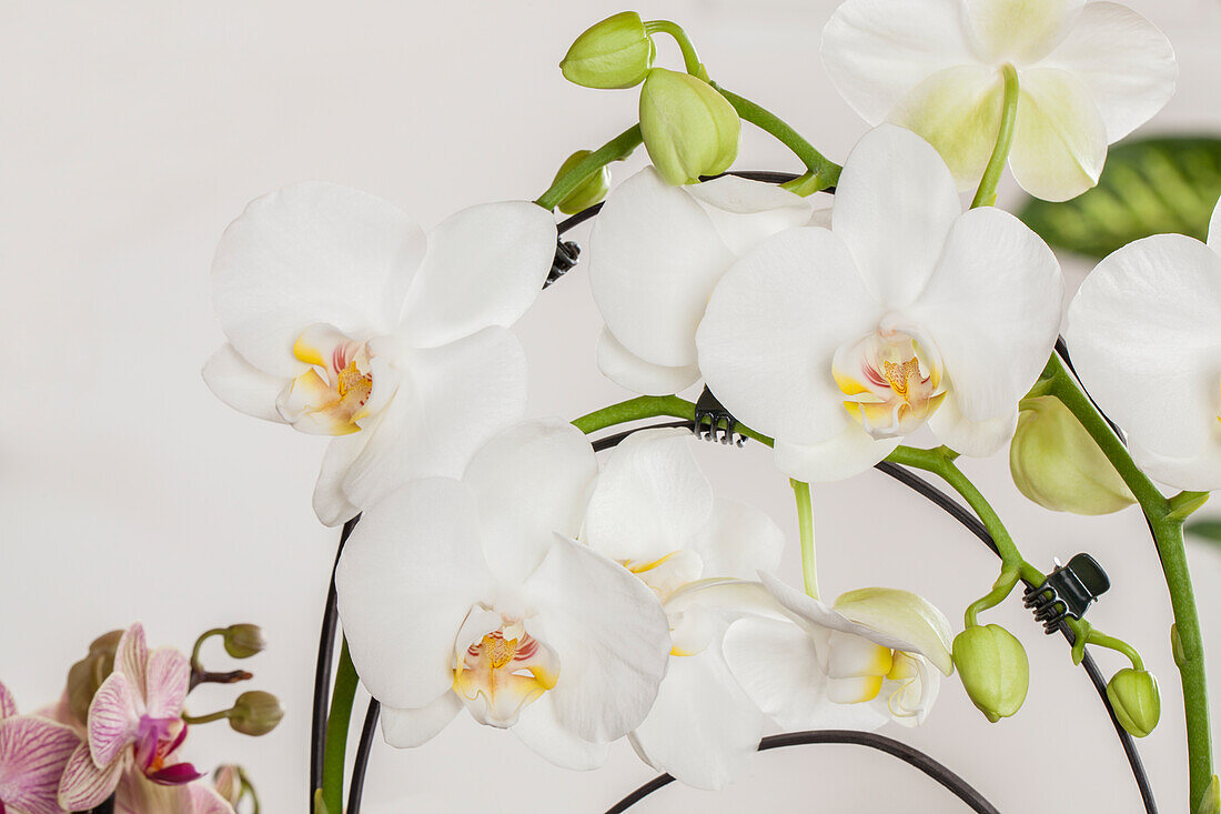 Phalaenopsis, white