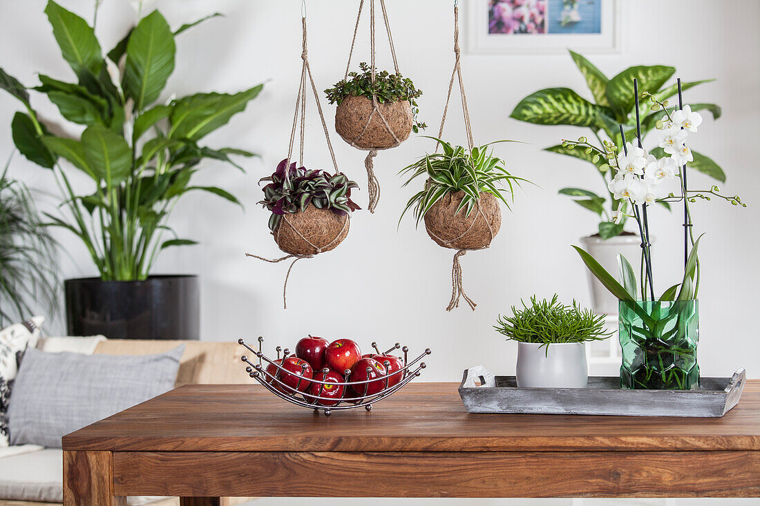 Tradescantia zebrina, Sedum, Chlorophytum comosum, Senecio, Phalaenopsis