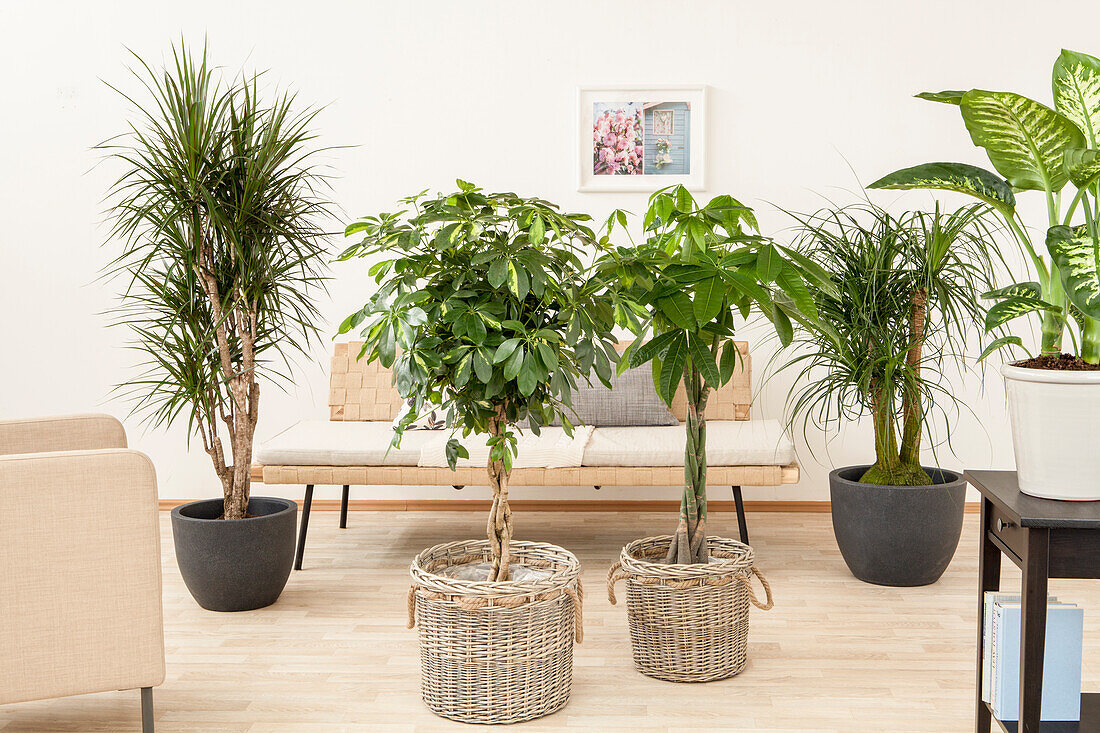 Dracaena, Schefflera, Pachira, Beaucarnea