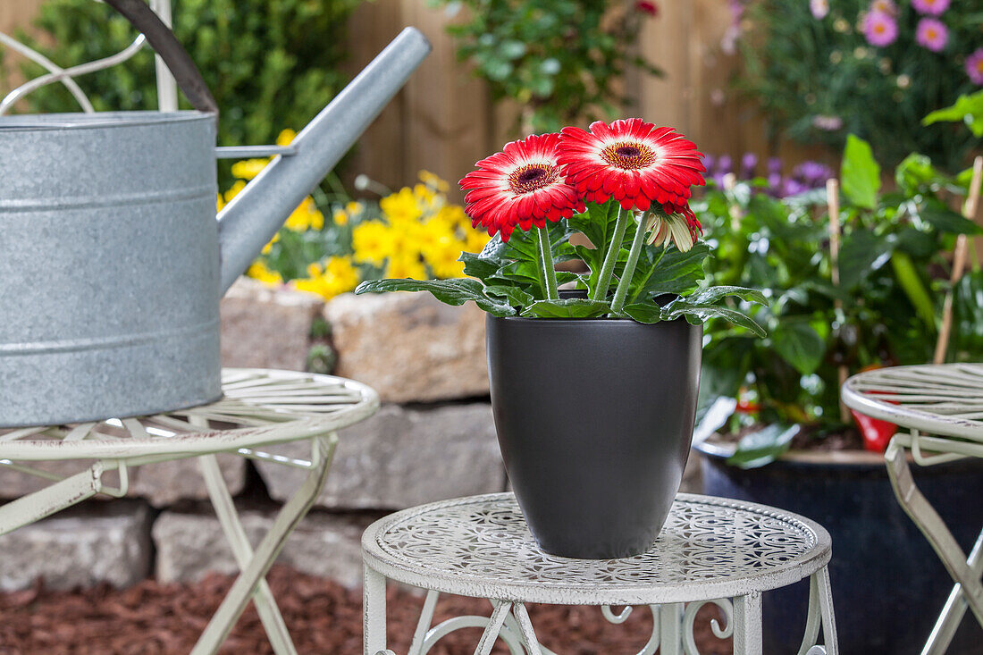 Gerbera jamesonii