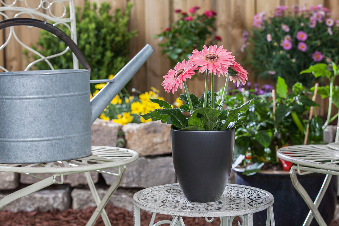 Gerbera jamesonii