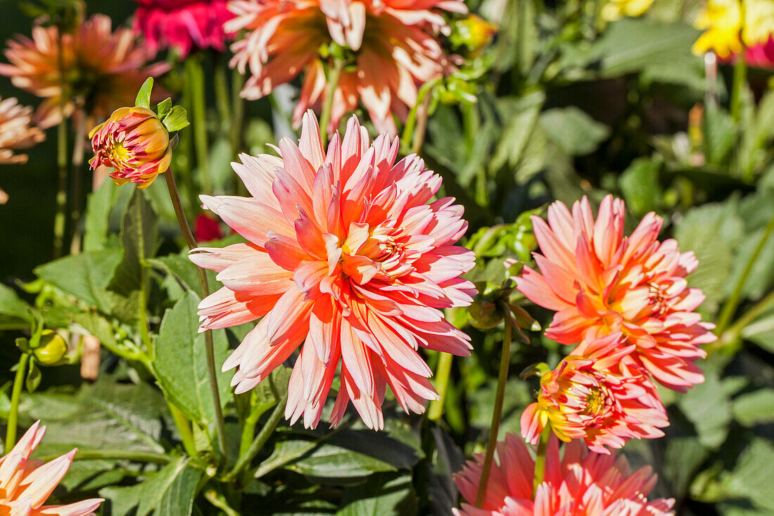 Dahlia 'XXL® Sunset'